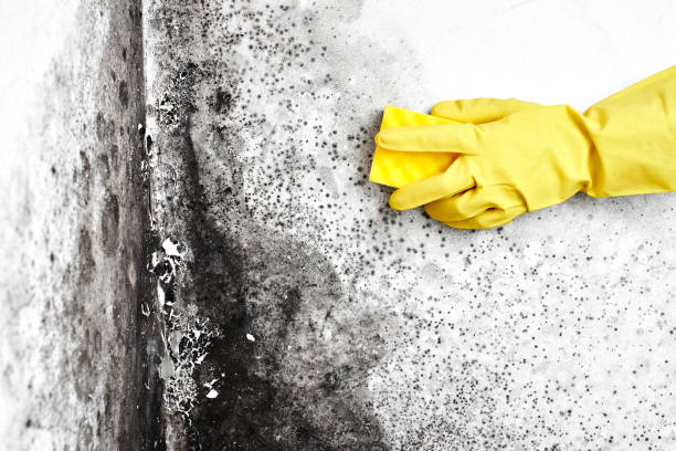 Best Residential Mold Inspection & Testing  in Blue Point, NY