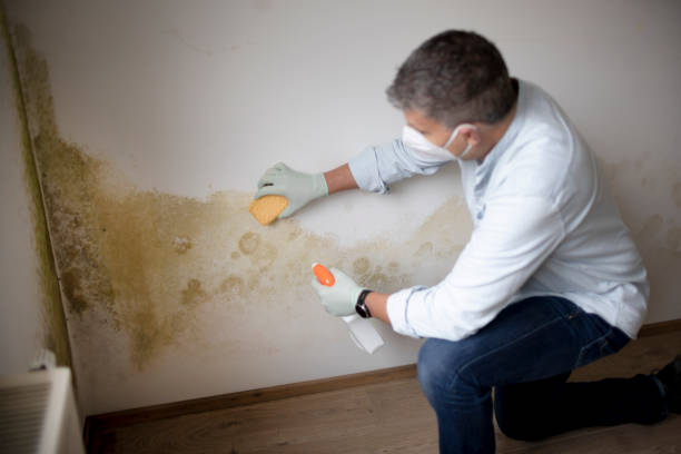Best Crawl Space Mold Remediation  in Blue Point, NY